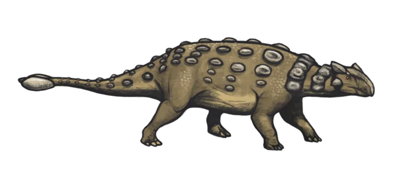 Ankylosaurus magniventris