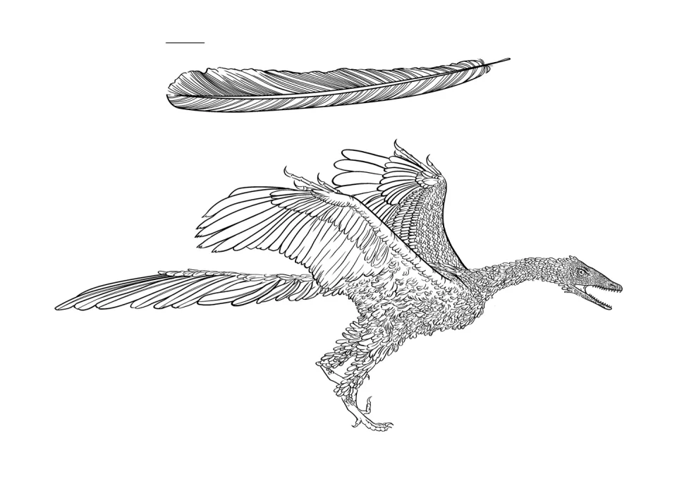 Archaeopteryx lithographica
