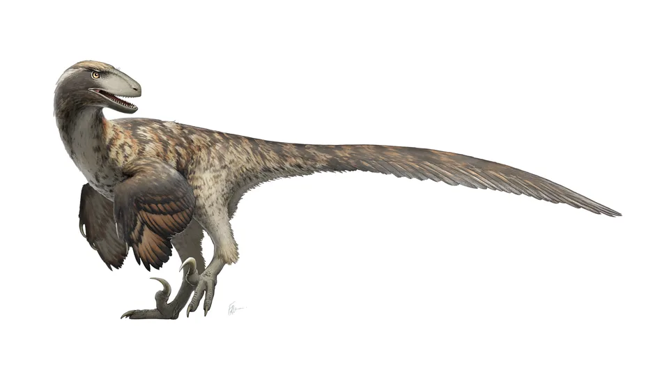 Deinonychus antirrhopus