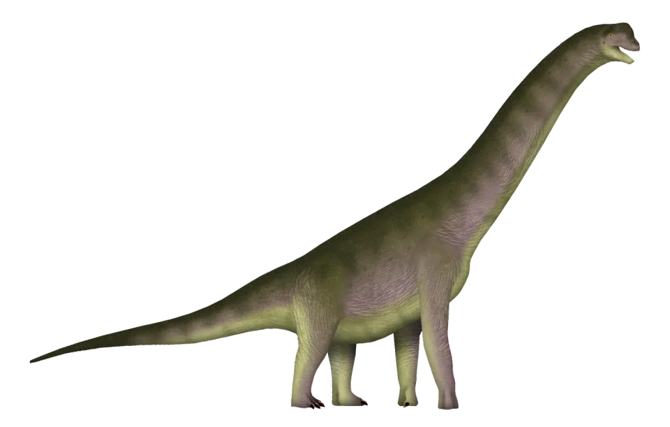 Europasaurus holgeri