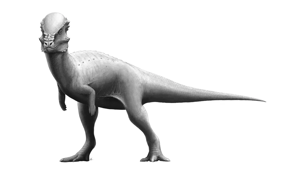 Pachycephalosaurus wyomingensis